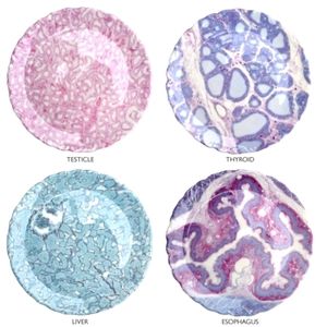Histology Dessert Plates